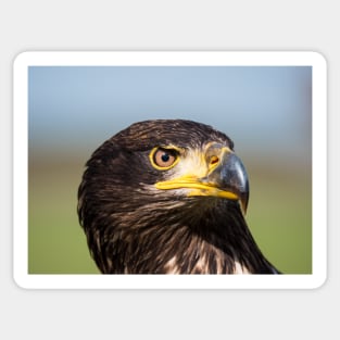 Close-up of an immature American bald eagle Sticker